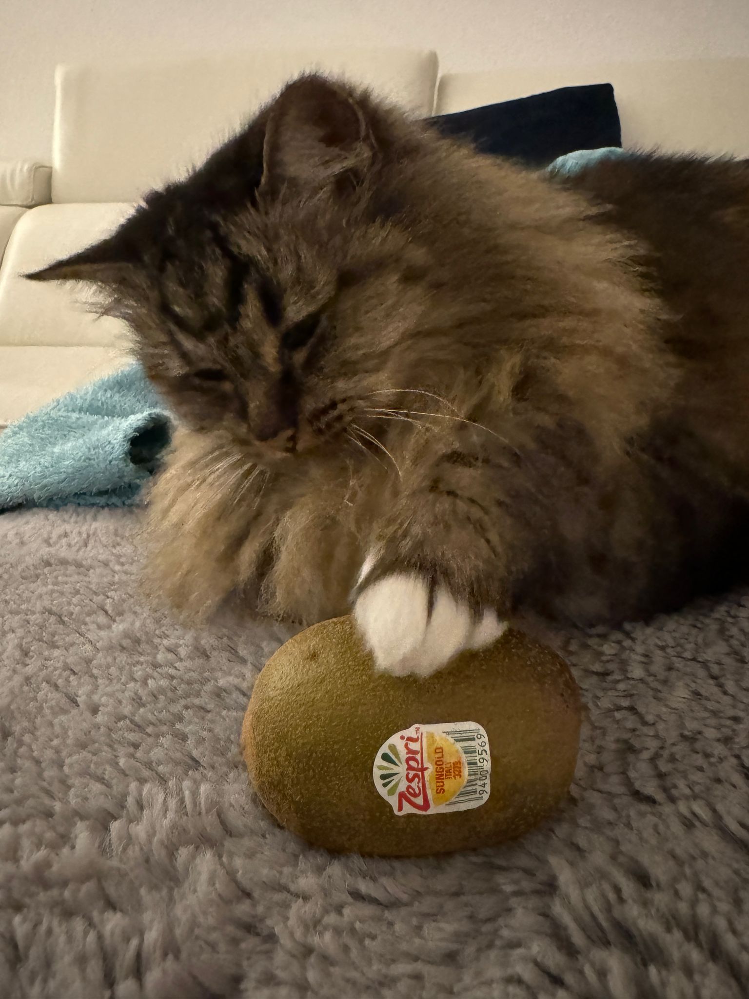 Sisi's Kiwi Incident