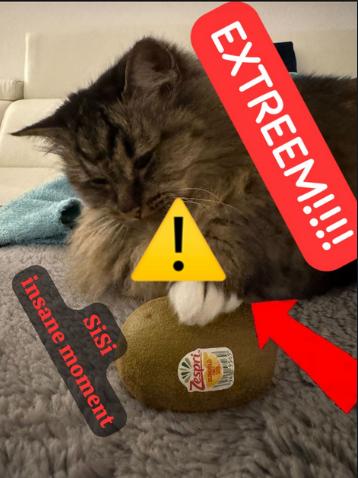 Sisi's Kiwi Incident