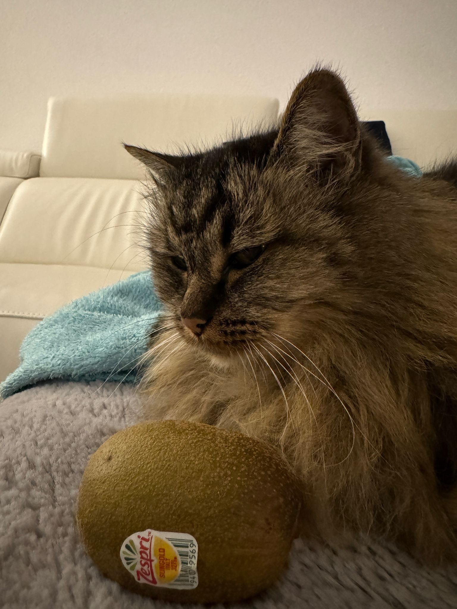 Sisi coming closer to the kiwi